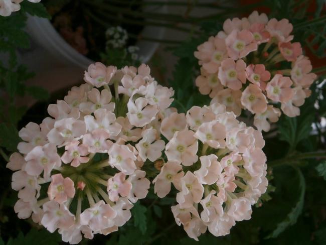 Name:  Verbena - Yer minesi02.jpg
Views: 2282
Size:  39.7 KB