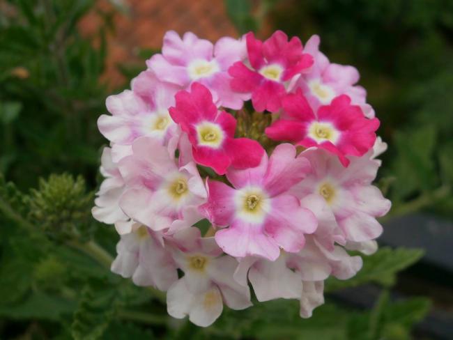 Name:  Verbena - Yer minesi04.jpg
Views: 2157
Size:  31.6 KB