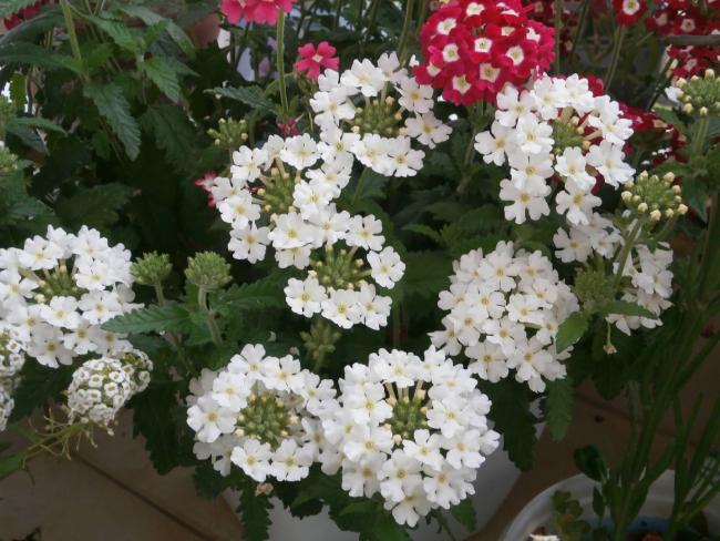Name:  Verbena - Yer minesi09.jpg
Views: 2175
Size:  59.6 KB