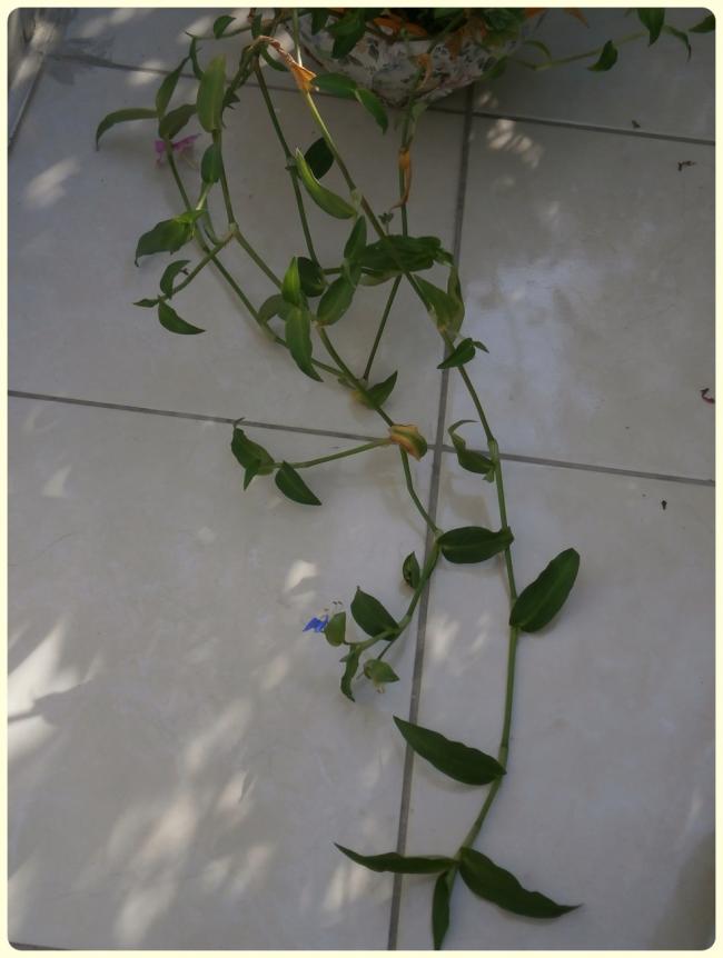 Name:  Yabani Telgraf iei.jpg
Views: 3167
Size:  44.4 KB