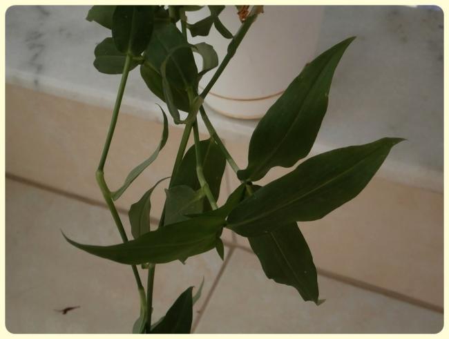 Name:  Yabani Telgraf iei2.jpg
Views: 2643
Size:  28.3 KB