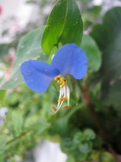 Name:  commelina comminis.jpg
Views: 2758
Size:  21.3 KB