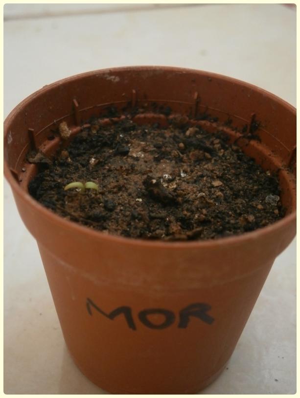 Name:  Verbena (Yer minesi).jpg
Views: 1584
Size:  42.4 KB