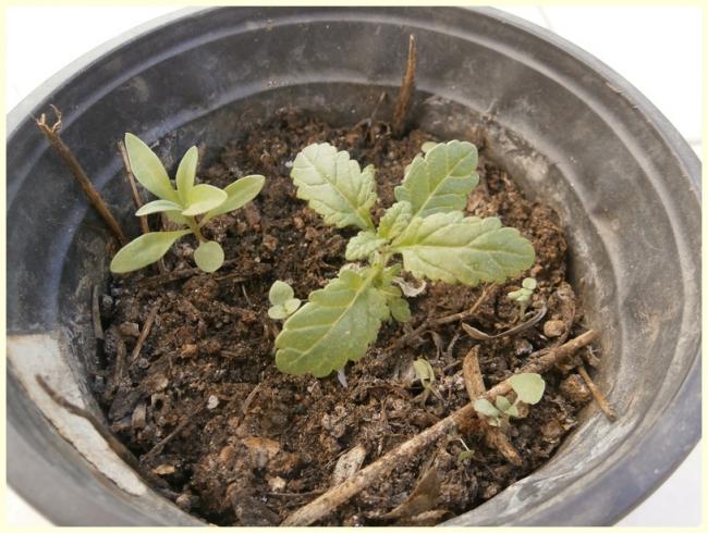 Name:  Verbena (Yer minesi) (2).jpg
Views: 1303
Size:  59.6 KB