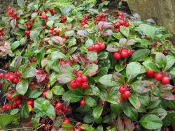 Name:  Gaultheria.jpg
Views: 12378
Size:  18.5 KB