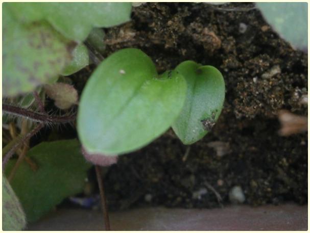 Name:  Yabani Telgraf iei, Asya Gn iei (Commelina communis) - tohumdan yeni imlenen fide.jpg
Views: 2255
Size:  30.6 KB