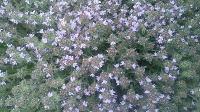 Name:  Creeping Thyme Yaylc kekik 1.jpg
Views: 1489
Size:  57.1 KB