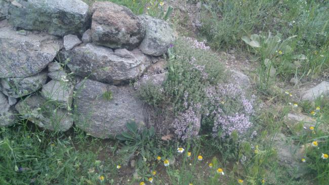 Name:  Creeping Thyme Yaylc kekik 3.jpg
Views: 1767
Size:  55.6 KB