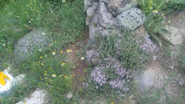 Name:  Creeping Thyme Yaylc kekik 5.jpg
Views: 2150
Size:  57.5 KB