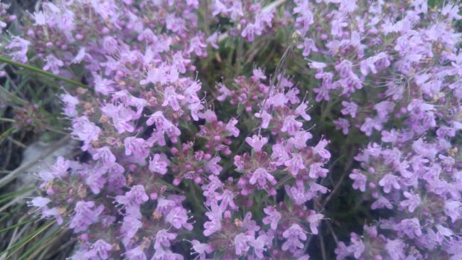 Name:  Creeping Thyme Yaylc kekik 9.jpg
Views: 2342
Size:  49.9 KB
