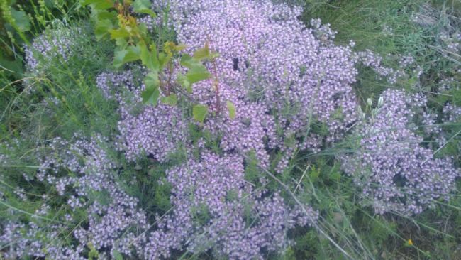Name:  Creeping Thyme Yaylc kekik 14.jpg
Views: 3435
Size:  59.4 KB