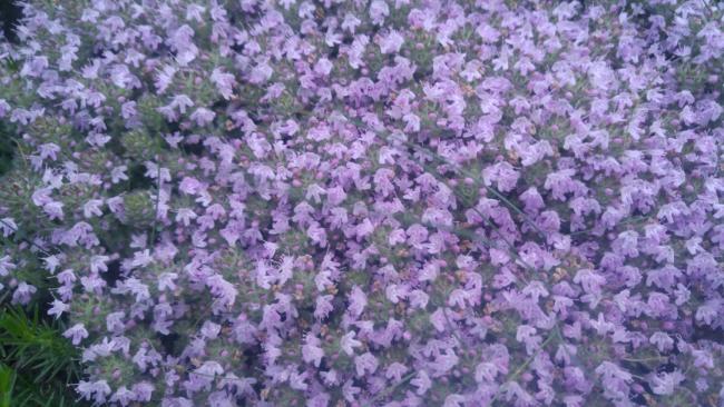 Name:  Creeping Thyme Yaylc kekik 17.jpg
Views: 4108
Size:  58.1 KB