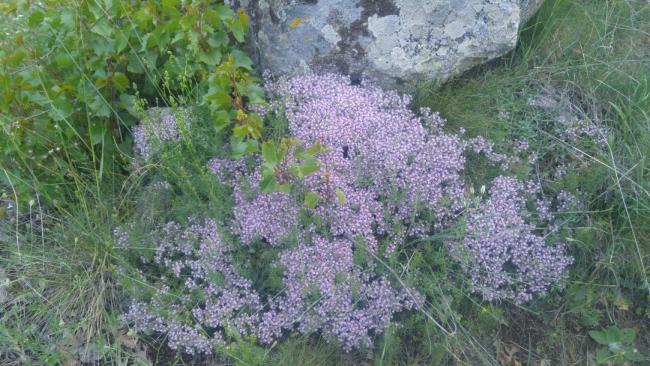 Name:  Creeping Thyme Yaylc kekik 19.jpg
Views: 3528
Size:  61.5 KB