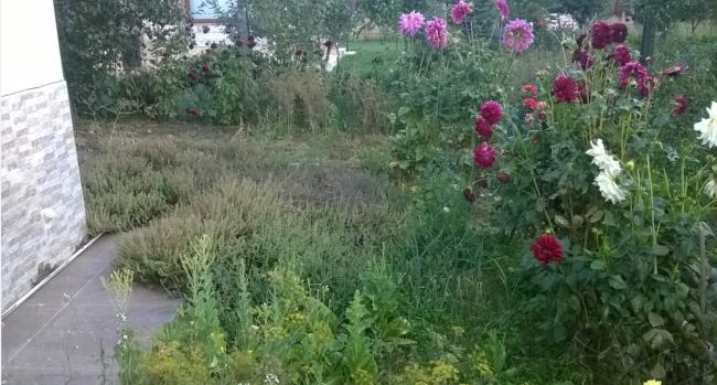 Name:  kekik 26.09.2017.jpg
Views: 1618
Size:  51.6 KB