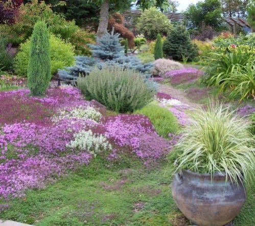 Name:  thyme1.jpg
Views: 2763
Size:  59.6 KB