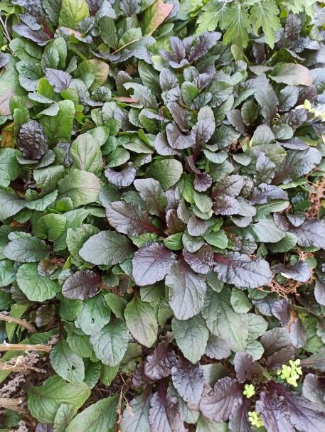 Name:  Mayaslotu, Ajuga (Ajuga reptans).jpg
Views: 246
Size:  79.7 KB