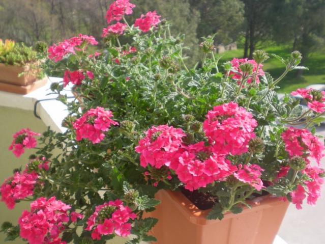 Name:  DSCN5337.jpg
Views: 27474
Size:  60.9 KB