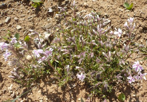 Name:  phlox.jpg
Views: 5509
Size:  68.2 KB
