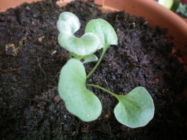 Name:  100_0008.jpg
Views: 42757
Size:  45.6 KB