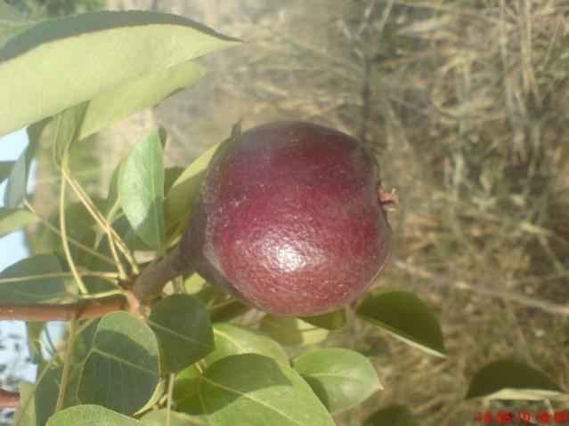 Name:  DSC01520.jpg
Views: 13066
Size:  36.9 KB