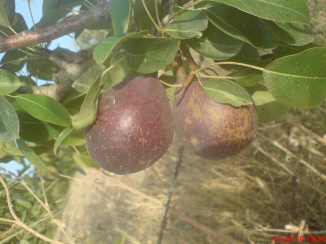 Name:  DSC01524.jpg
Views: 9967
Size:  42.6 KB