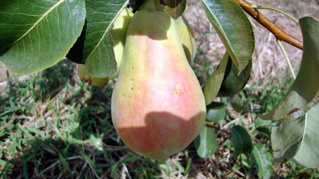 Name:  bahem2010 027.jpg
Views: 2849
Size:  43.3 KB
