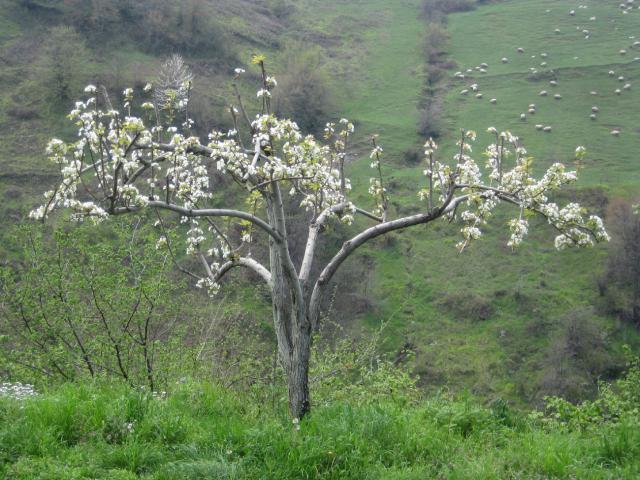 Name:  Samsunlu55 IMG_2389.jpg
Views: 2532
Size:  67.5 KB