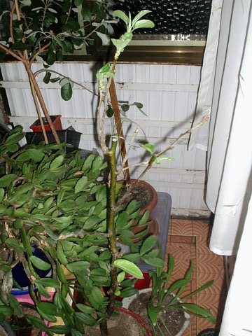 Name:  P1012253.JPG
Views: 14480
Size:  63.2 KB