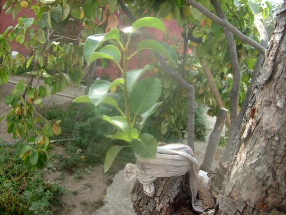 Name:  1-Deveci armutu as.jpg
Views: 1934
Size:  48.9 KB