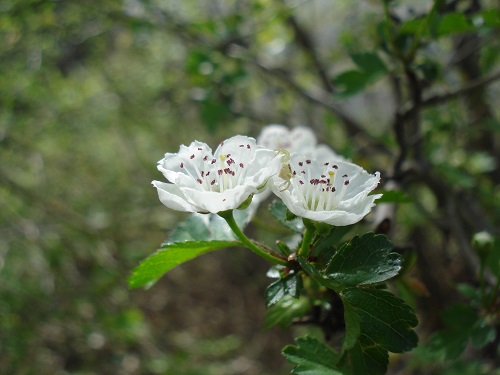 Name:  DSC02186.jpg
Views: 1682
Size:  61.4 KB