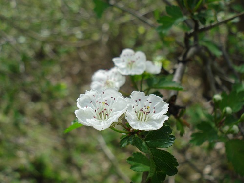 Name:  DSC02187.jpg
Views: 1816
Size:  64.0 KB