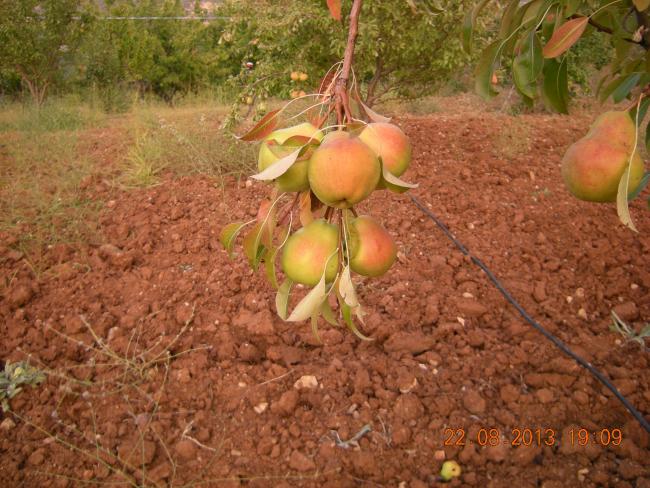 Name:  DSCN7333.jpg
Views: 1260
Size:  66.1 KB
