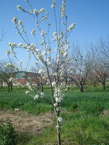 Name:  DSC04929.jpg
Views: 1833
Size:  45.0 KB