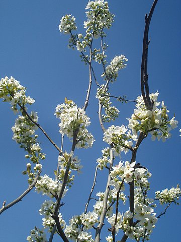 Name:  DSC04928.jpg
Views: 1755
Size:  52.3 KB