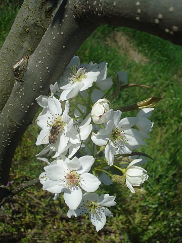 Name:  DSC04925.jpg
Views: 1671
Size:  52.6 KB
