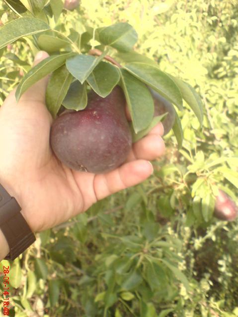 Name:  DSC04009.jpg
Views: 6272
Size:  44.6 KB