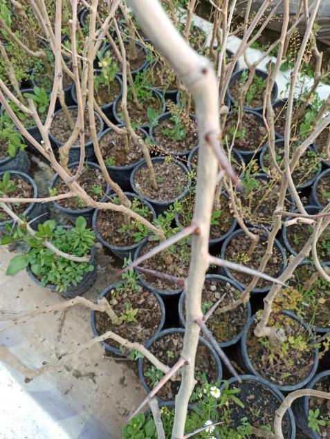 Name:  Al (Crataegus) dikenli 1.jpg
Views: 534
Size:  79.9 KB