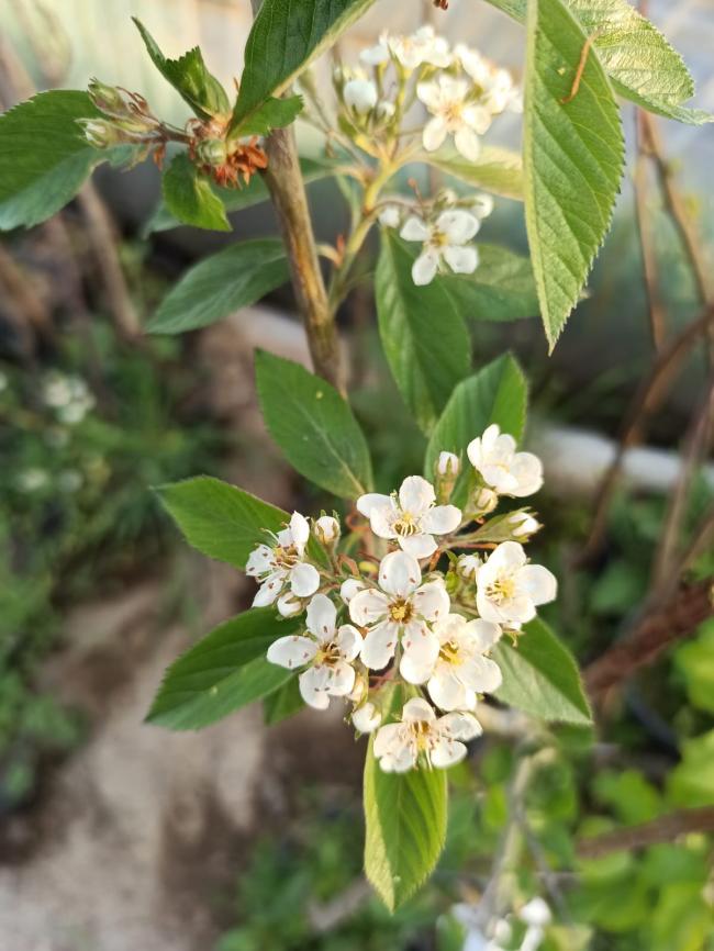 Name:  Al (Crataegus) dikenli iek.jpg
Views: 516
Size:  67.6 KB
