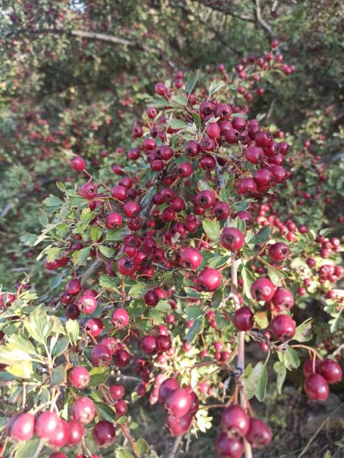 Name:  Crataegus monogyna adi al tek ekirdekli al koyu bordo.jpg
Views: 529
Size:  79.0 KB