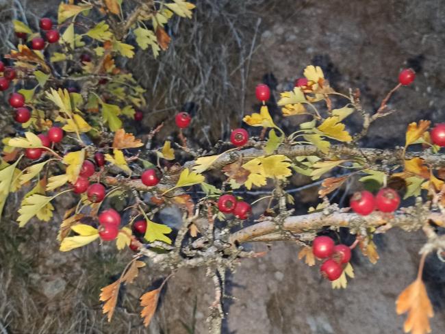 Name:  Crataegus monogyna adi al tek ekirdekli al 1.jpg
Views: 567
Size:  64.9 KB
