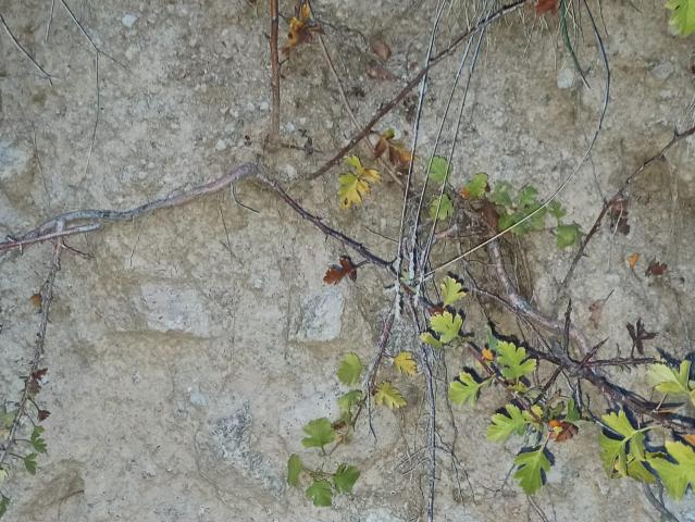 Name:  Crataegus monogyna adi al tek ekirdekli al kkten fidan kmas.jpg
Views: 518
Size:  69.8 KB