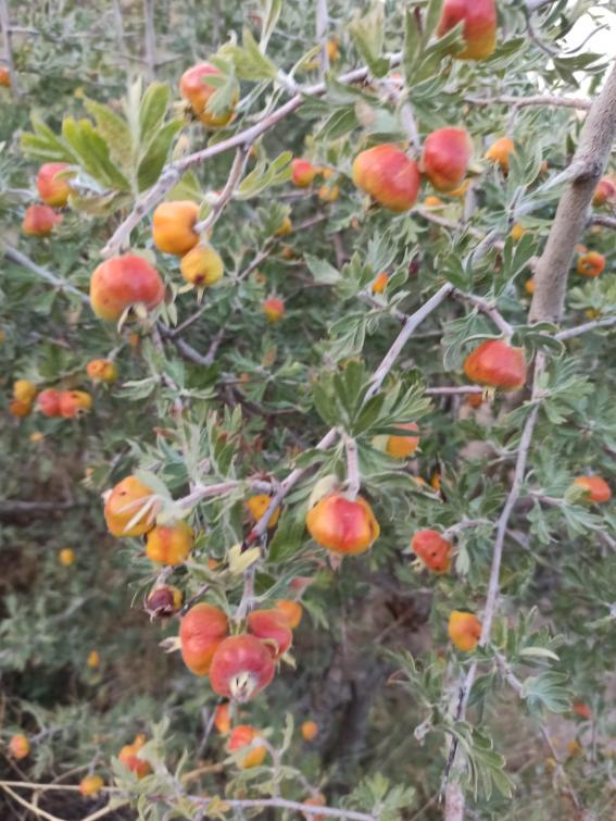Name:  Sar krmz Al (Crataegus).jpg
Views: 563
Size:  75.8 KB