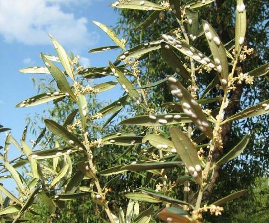 Name:  zeytin_hastalk.JPG
Views: 8297
Size:  68.1 KB
