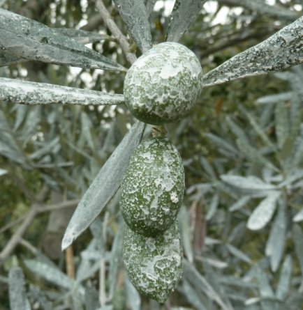 Name:  zeytin_tanesi.jpg
Views: 5267
Size:  45.6 KB