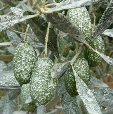Name:  zeytin_tanesi2.jpg
Views: 6444
Size:  53.8 KB