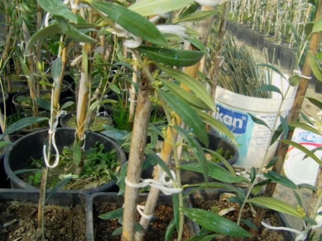 Name:  egetropikal (6).jpg
Views: 4028
Size:  61.6 KB