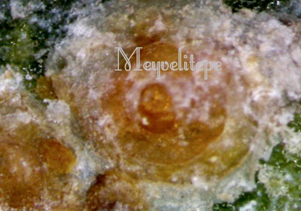 Name:  Red_Scale2.jpg
Views: 11382
Size:  52.1 KB