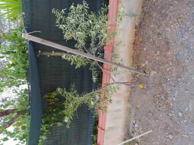 Name:  ZeyGolge.jpg
Views: 1428
Size:  53.2 KB