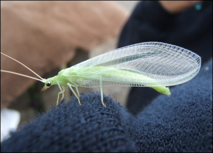Name:  lacewing.jpg
Views: 13335
Size:  28.6 KB