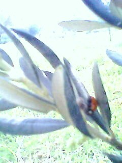 Name:  IMG0070A.jpg
Views: 12088
Size:  29.9 KB